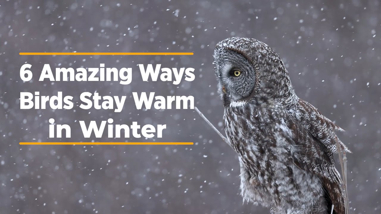 6 Amazing Ways Birds Stay Warm in Winter