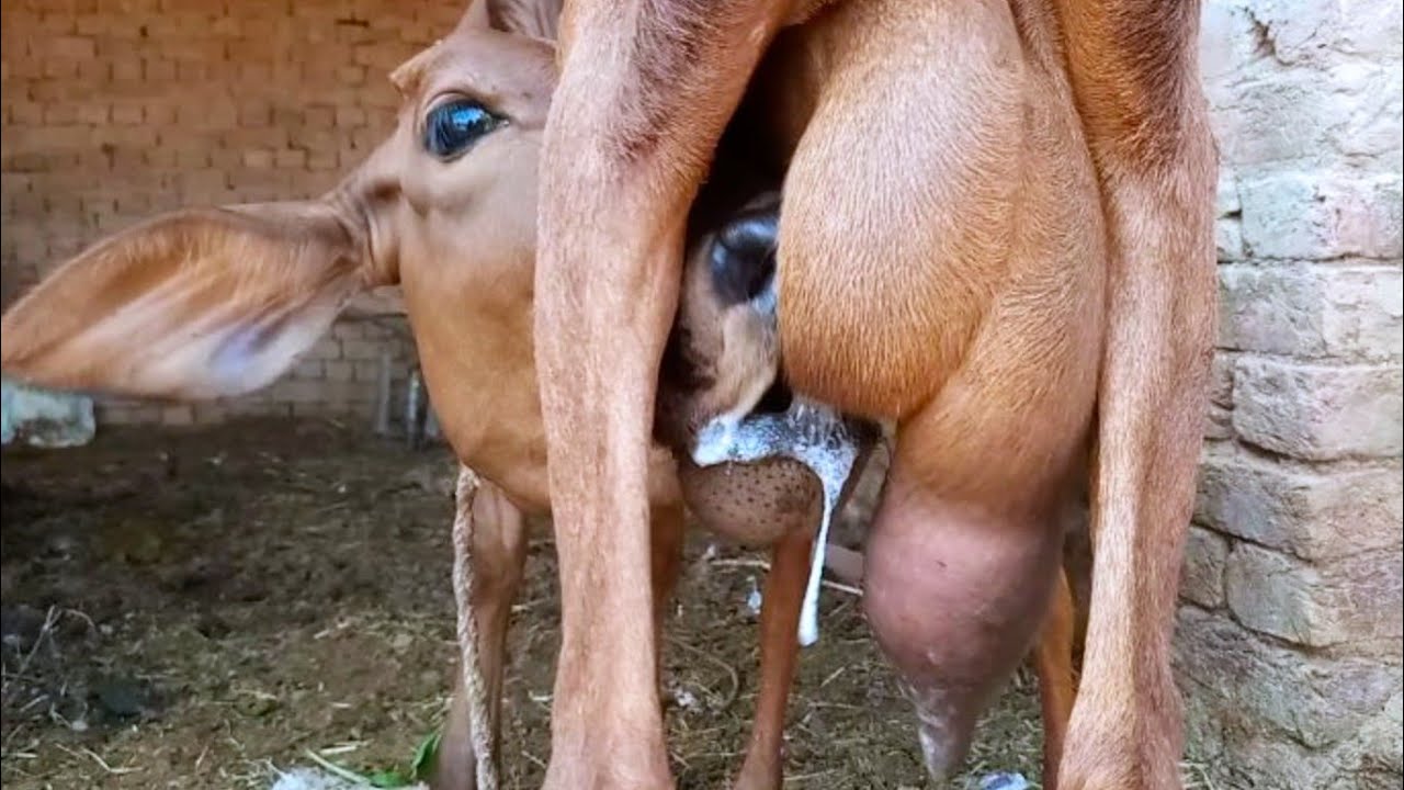 Another new brown goat for calf 🤩