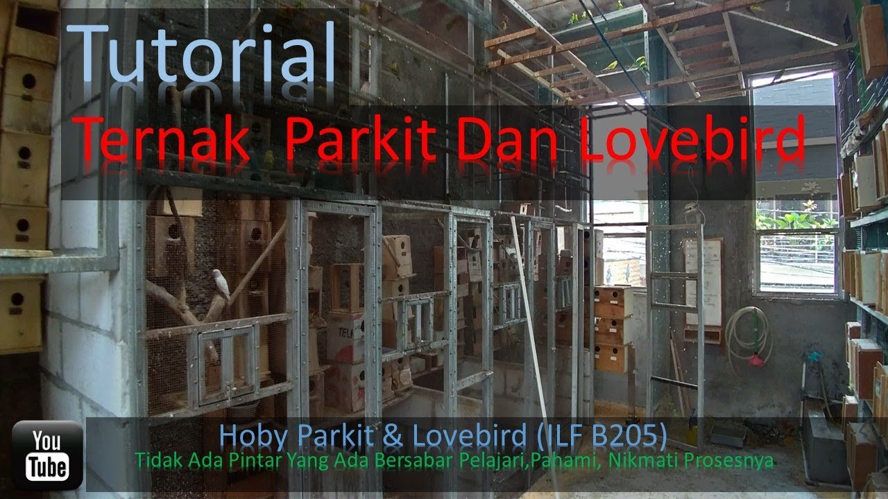 Tutorial ternak parkit dan LB (ternak koloni ) Hoby Parkit & Lovebird (ILF B205)
