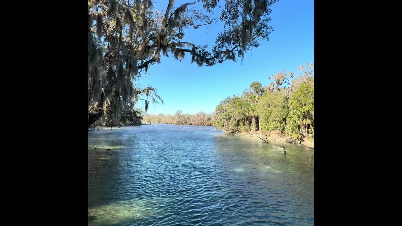 Blue Springs, Florida 02/01/26 #still #relax #nature #manatee #explore #blue #reels  #hiddengems 