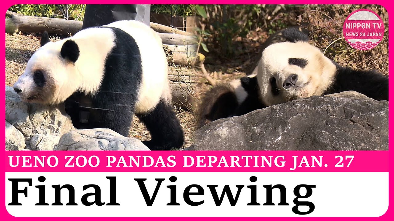 Twin pandas at Tokyo&rsquo;s Ueno Zoo to be returned to China on Jan. 27, two days after final viewing