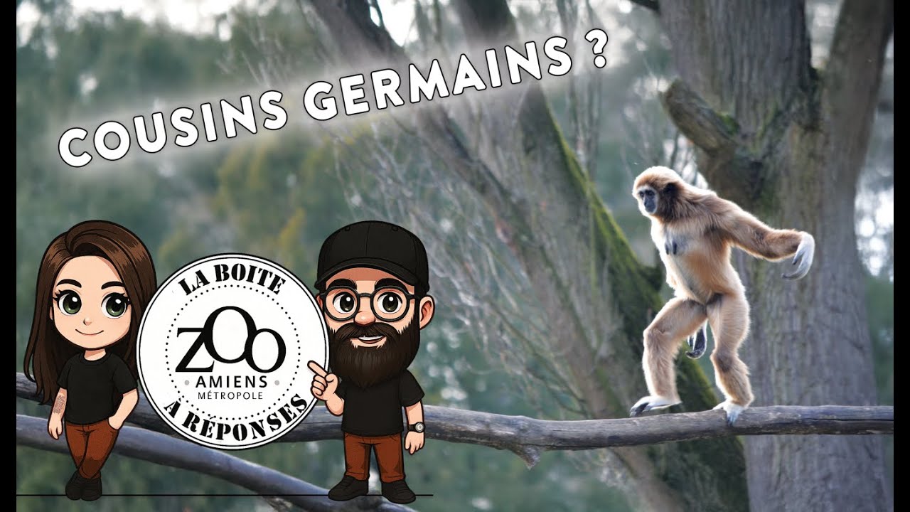 La Boite à Réponses - Saison 2 épisode 5 - L’Homme, un singe qui a pris la grosse tête ?