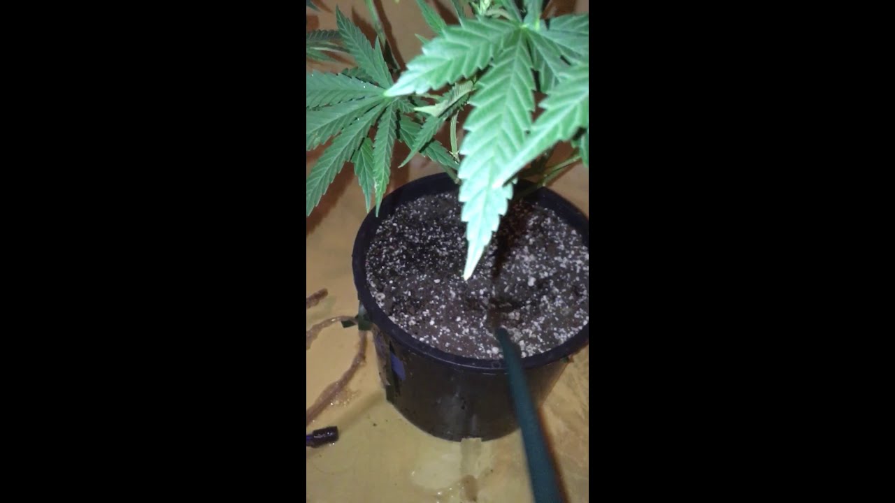 Vermont legal organic Indoor Grow, Critical Hog Seed start, feeding with organic tea