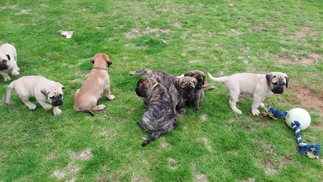 English Mastiff Puppies playing outside.