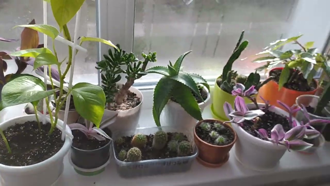 Як себе почувають мої рослинки??? 2 січня 2024 рік 🌺