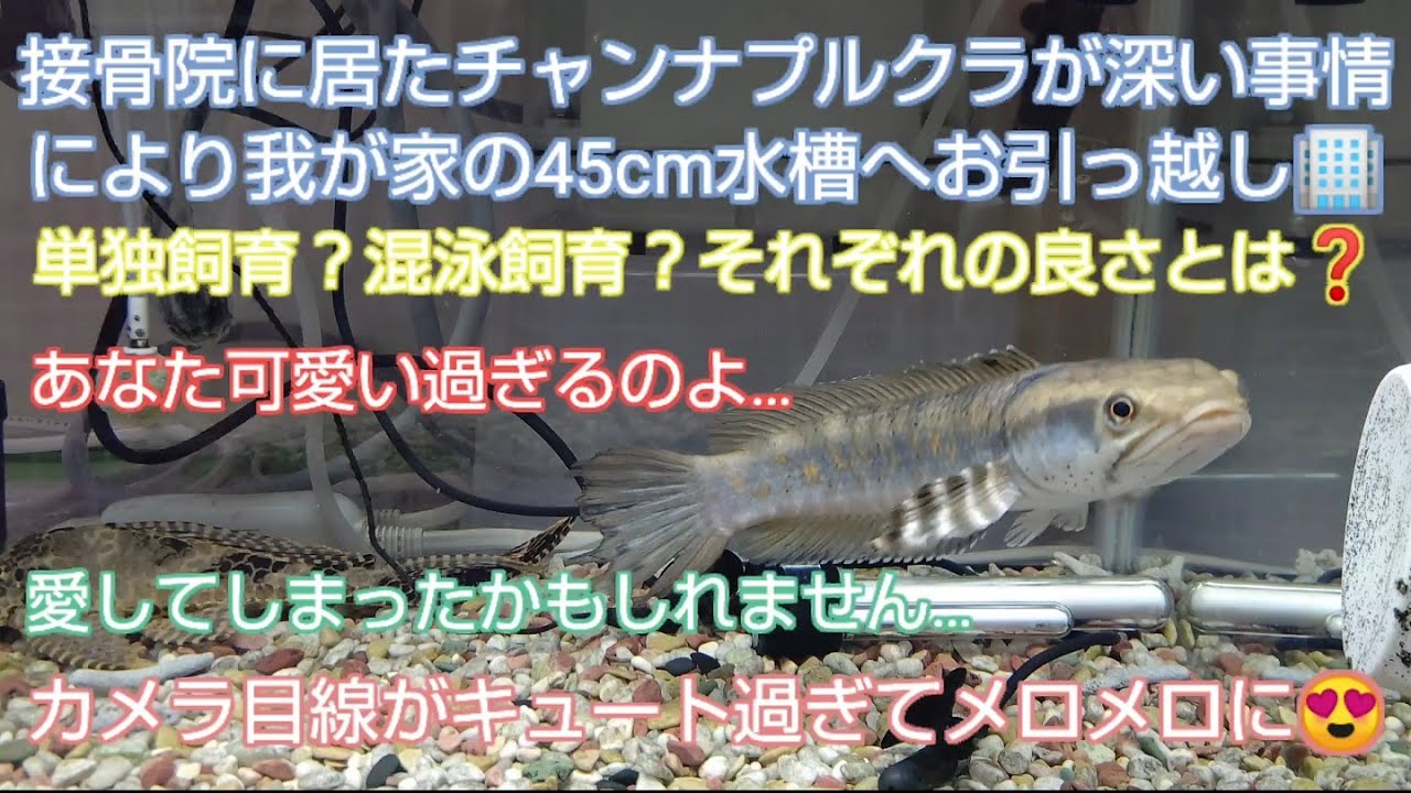 接骨院に居たチャンナプルクラが我が家の45cm水槽へお引っ越し🏢単独飼育？混泳飼育？それぞれの良さとは❓️あなた可愛い過ぎるのよ&hellip;愛してしまったかもしれません&hellip;カメラ目線がキュート過ぎてメロメロに😍