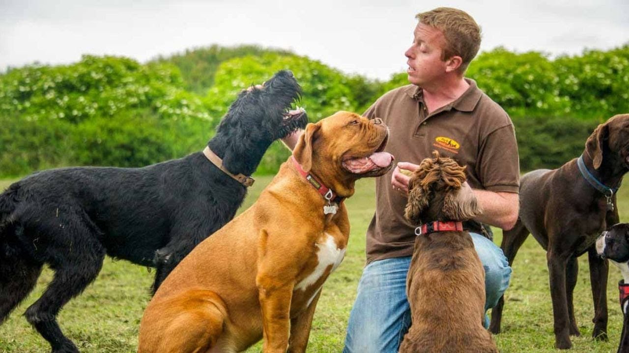 Dog Training: How to Be the Pack Leader of Your Dog