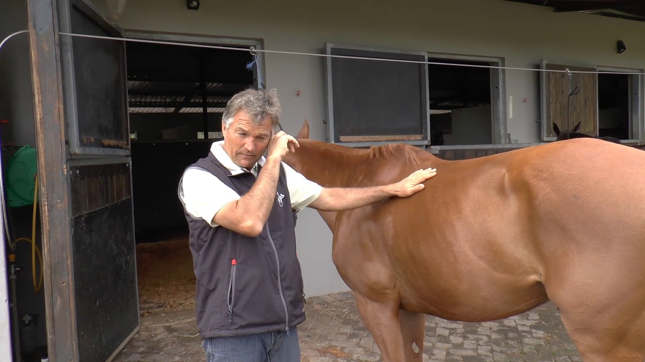 A Daily Leg Check You Must Do - Horse Care Tips