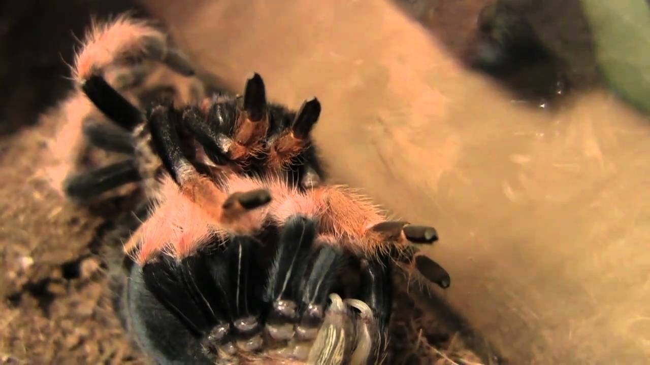Vervelling Mexicaanse roodpootvogelspin (brachypelma boehmei)