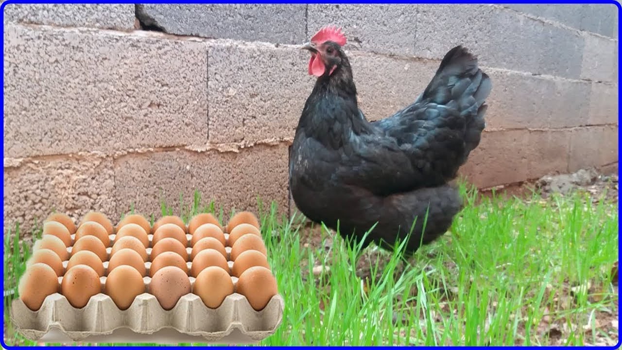 AUSTRALORP TAVUĞU YUMURTA VERİMİ NASIL !? (Detaylı)