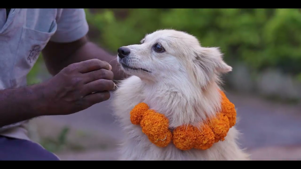A Diwali Celebration for a Brighter Future for Rescued Animals