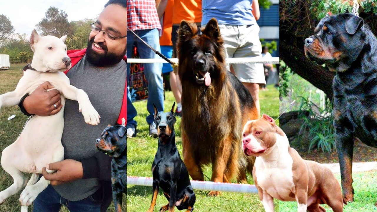 ALL Breed Dog  Show 🎉
