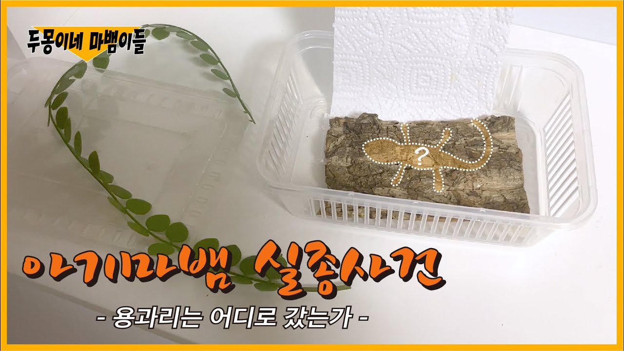 아기 도마뱀이 사라졌습니다....