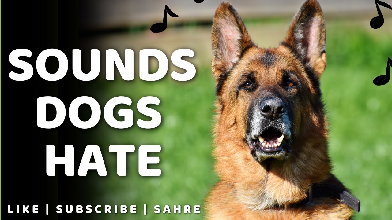 Sound Dogs Hate Most || Dog Hate Sounds 