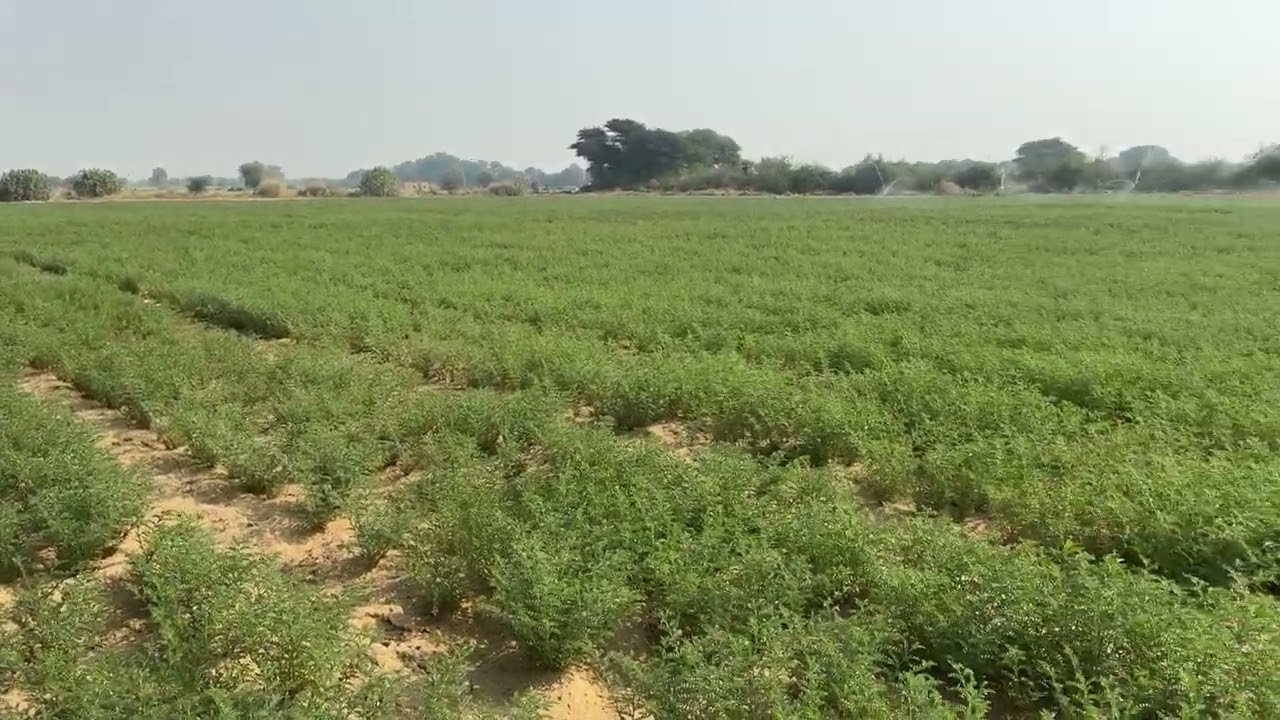 मोहनगढ़ में sbs नहर पर 25बि नहरी जमीन बिकाऊ परो भीम सहारण 7023576374