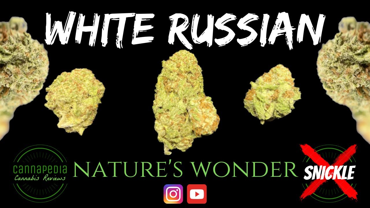 White Russian Strain Review - Nature's Wonder - Cannapedia