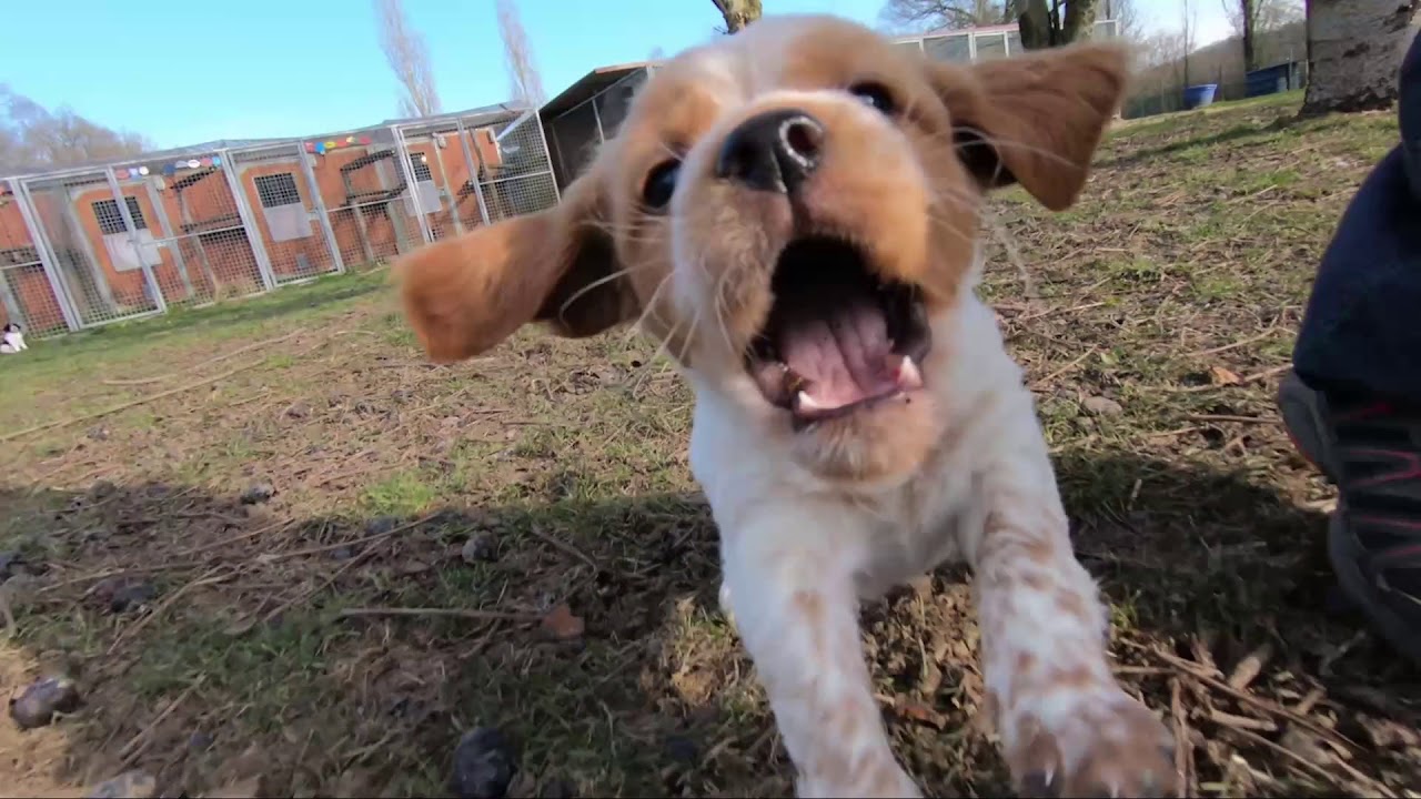 Nouvelle vidéo des chiots nés le 18/01/2018