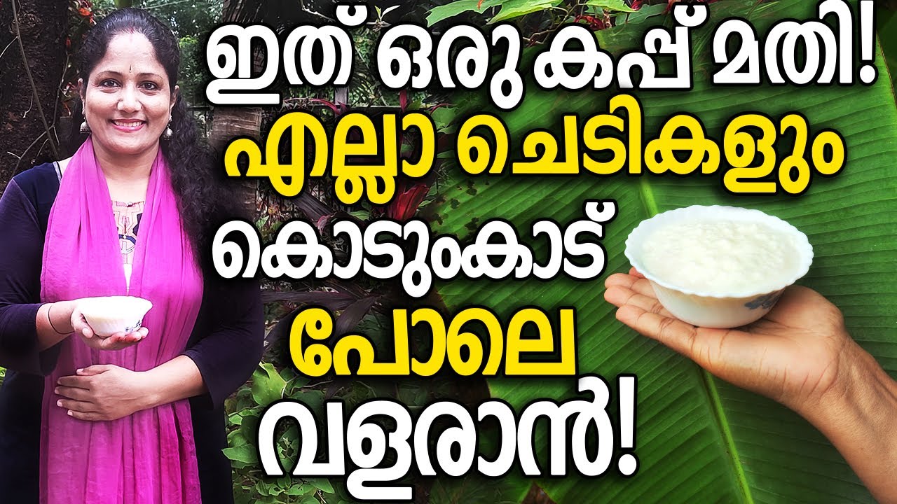 ഇത് ഒരു കപ്പ് മതി എല്ലാ ചെടികളും കൊടുംകാട് പോലെ വളരാൻ! | Curd Rice for Better GROWTH of Plants