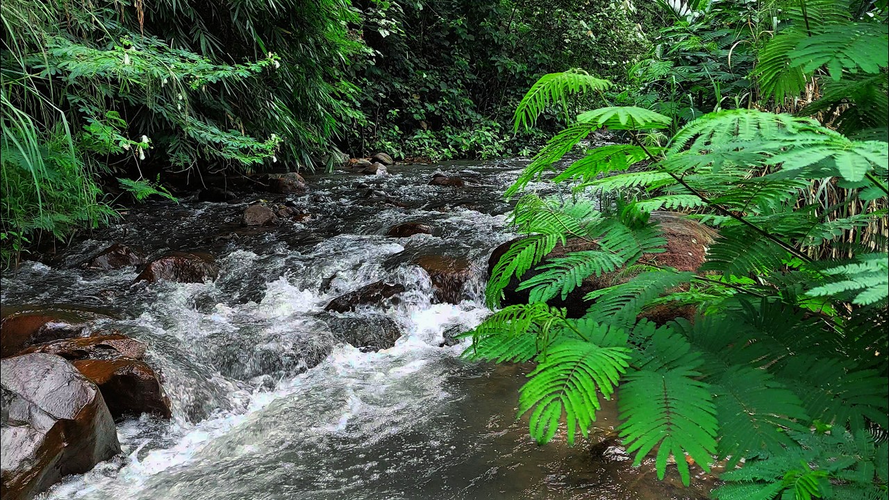 Peaceful Tropical River Flowing Through Jungle Stones with Pure Natural Water Sounds