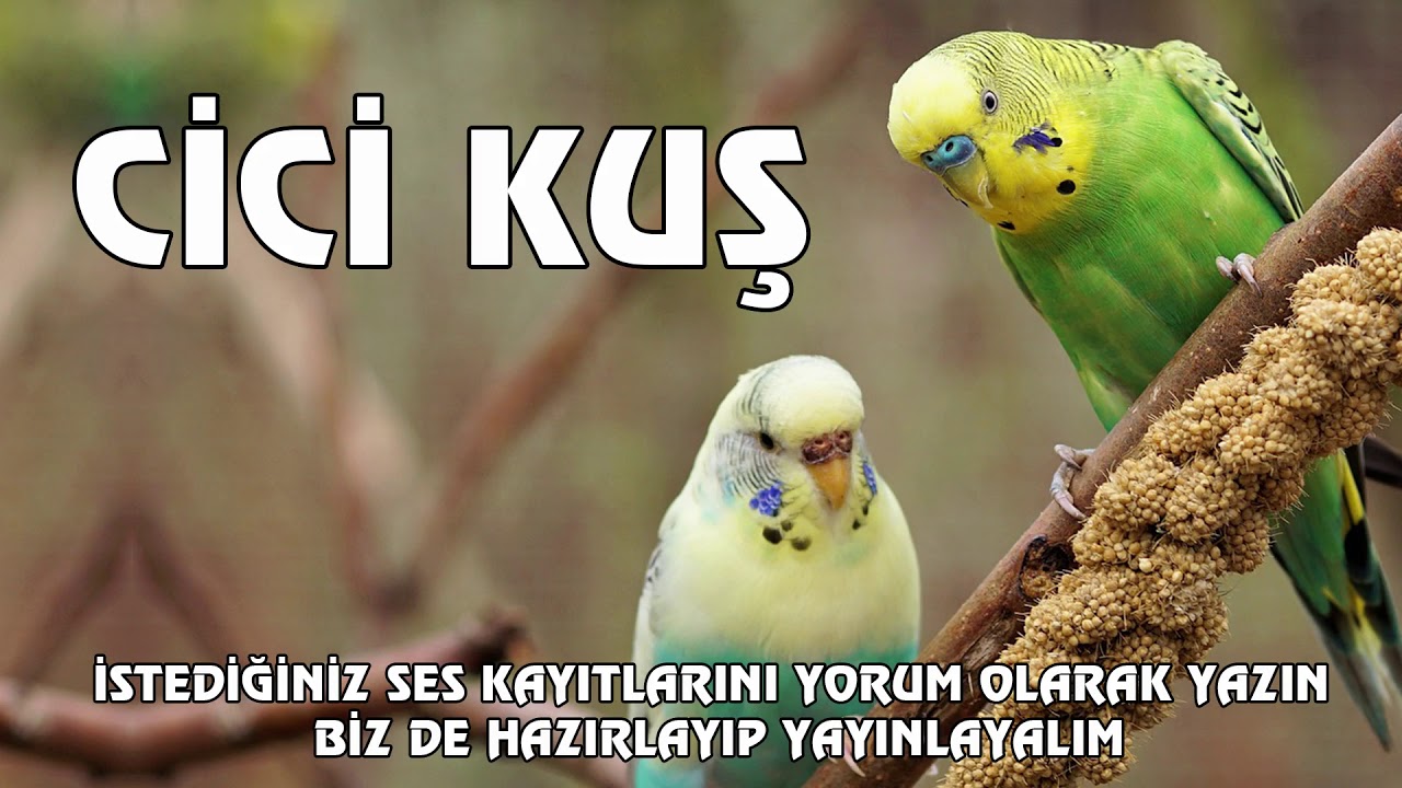 Cici Kuş Sesi Muhabbet Kuşu Konuşturma Egzersizi - Kadın Sesiyle