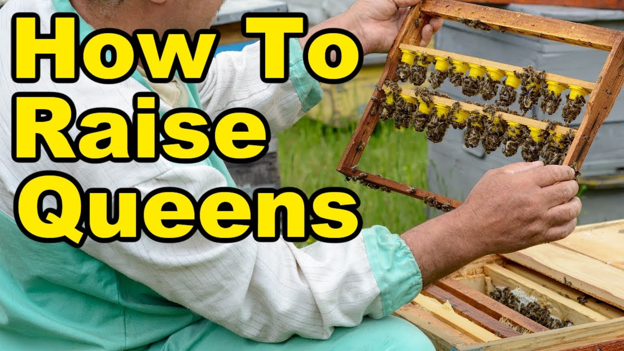 Beekeeping: Queen Rearing Made Easy