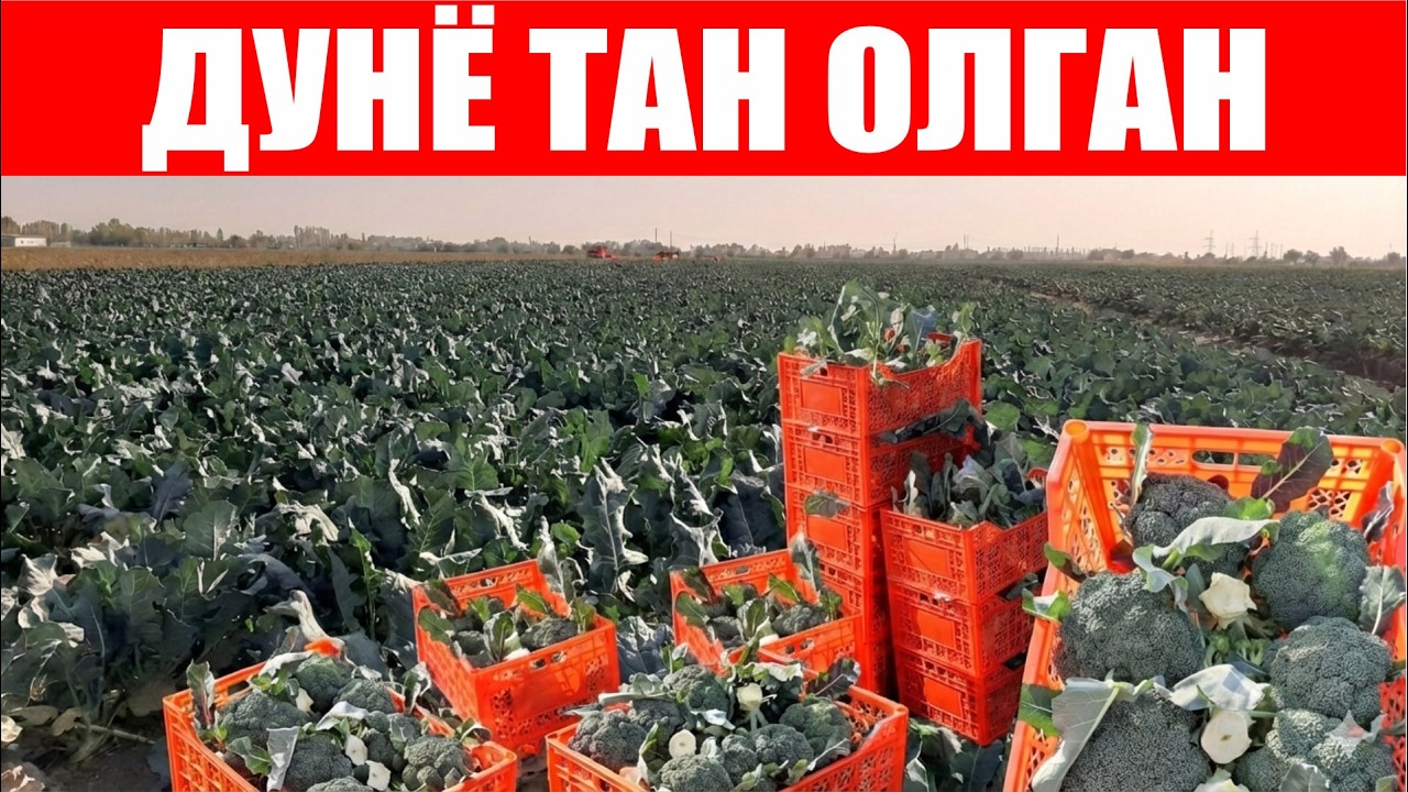 Наксос F1 - Совуқ об-ҳаво шароитида ҳам қизаришга чидамли брокколи дурагайи!