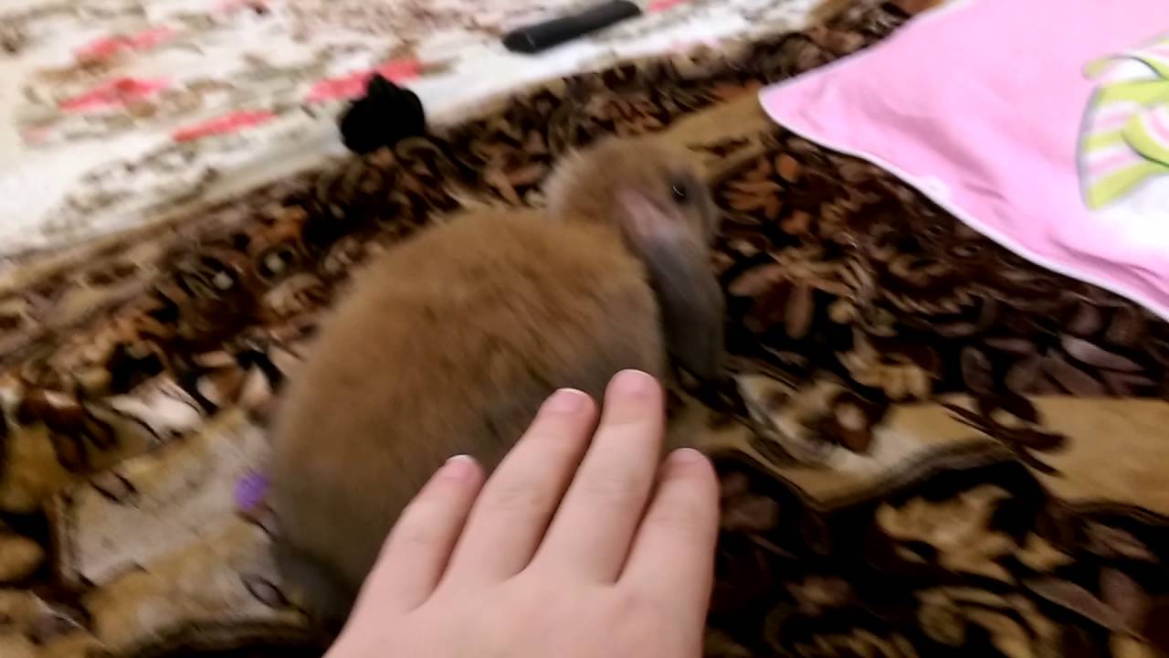 Алана укрнт