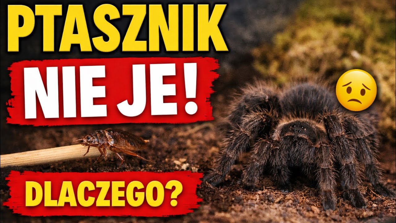 Twój ptasznik nie je? Oto dlaczego