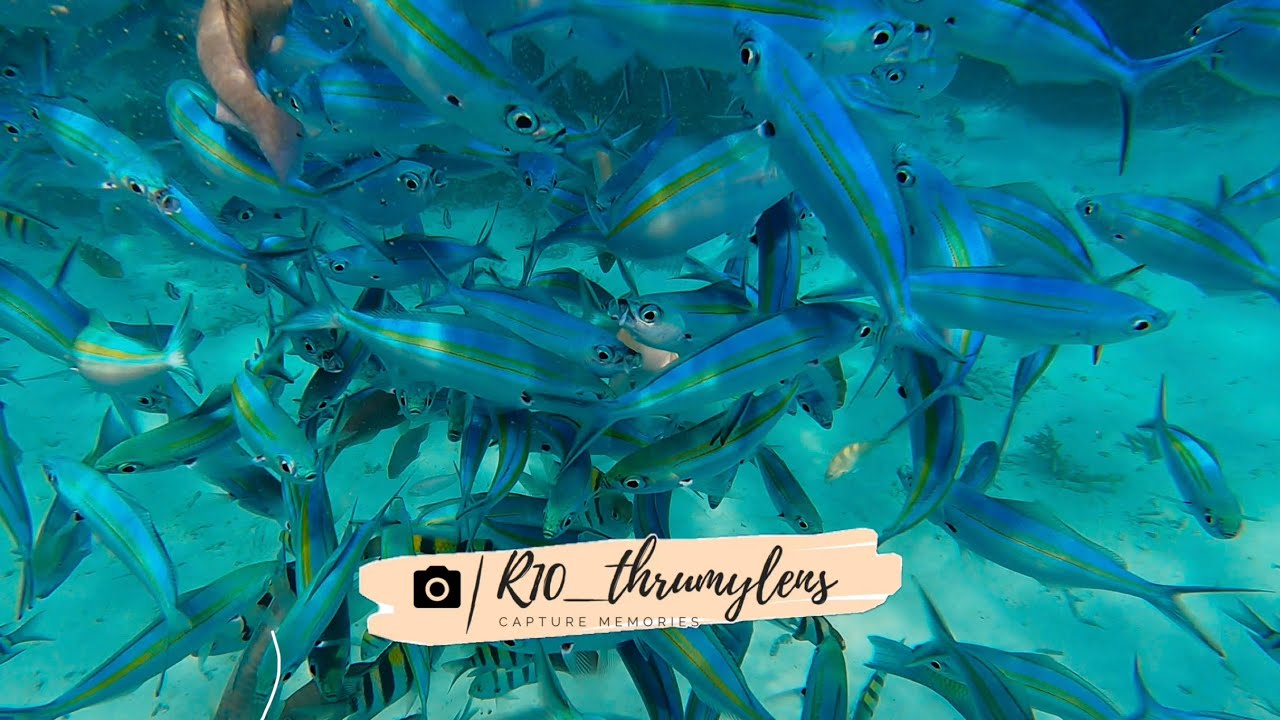 ￼Snorkeling in Lakshadweep! 🐠 Agatti Island Beauty | R10 Thru my lens
