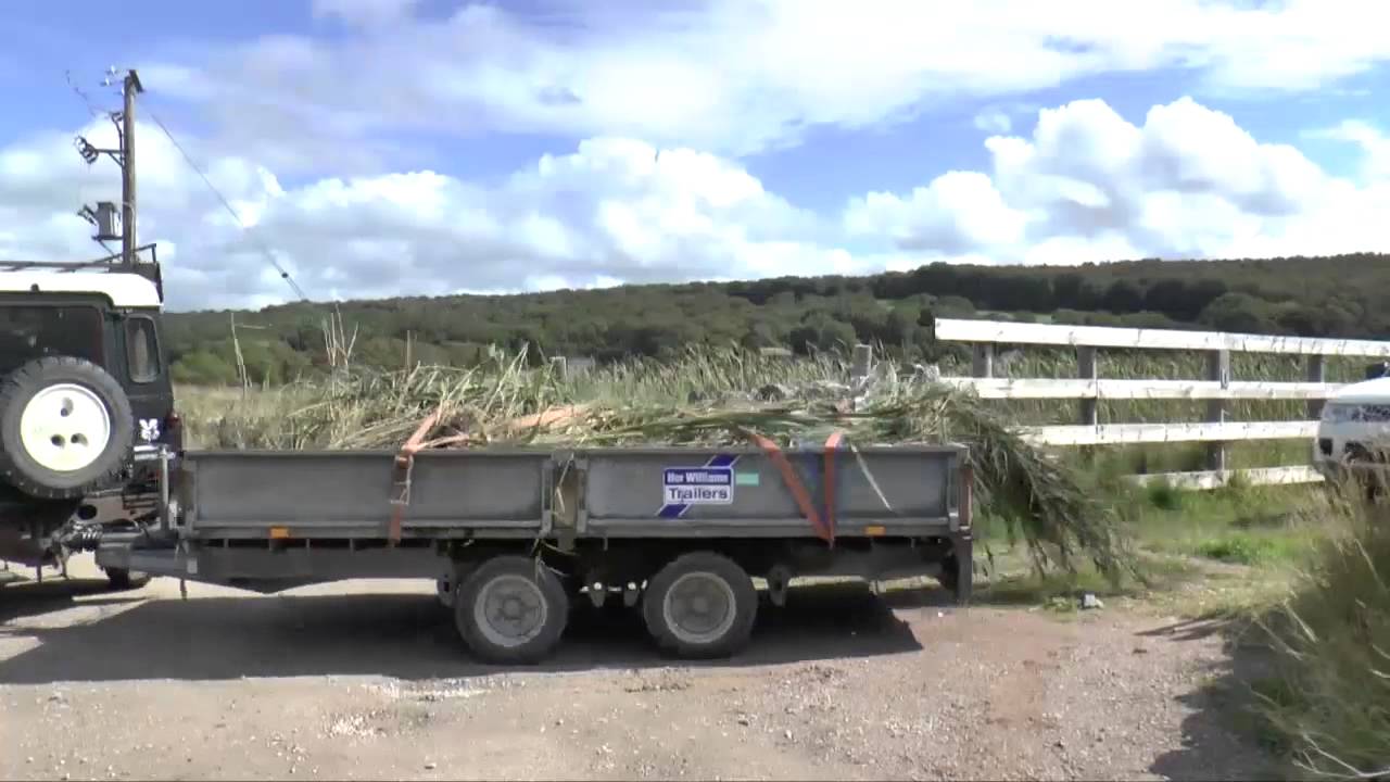Reed bed restoration on Windermere