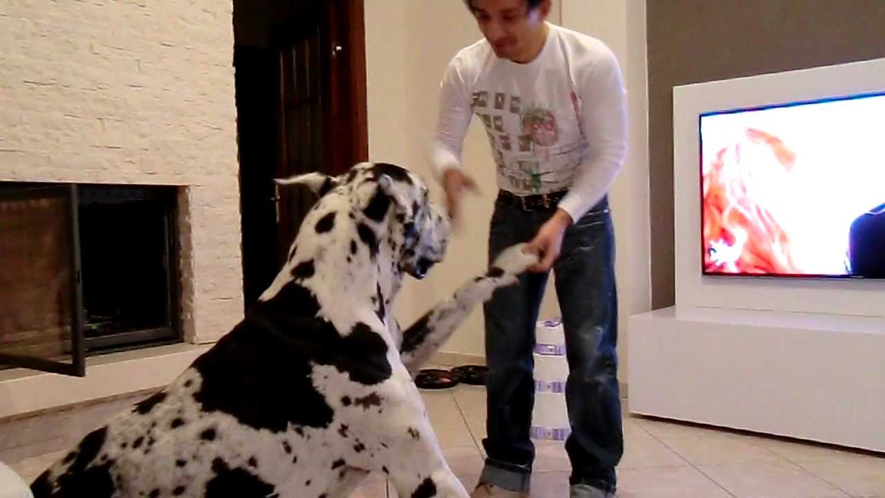 alano arlecchino il nostro Leo che ci prega di lasciarlo in casa