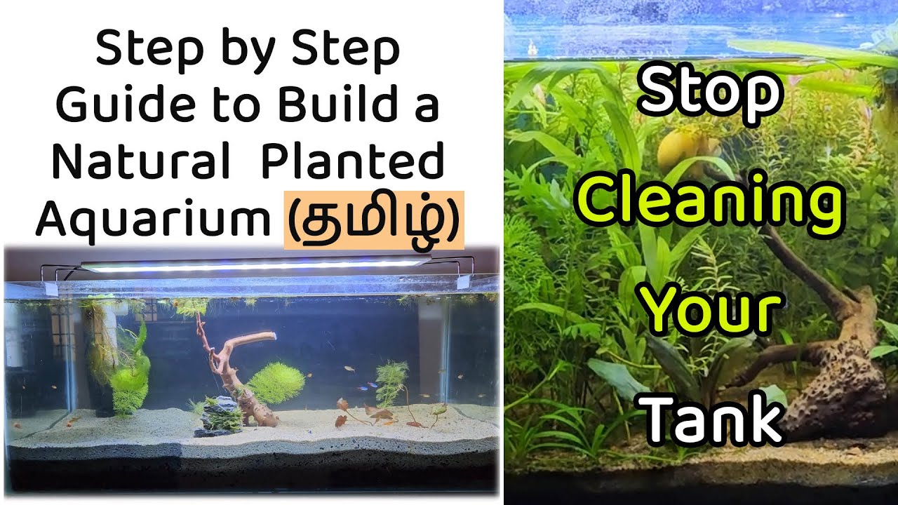 🐠☘️[த] Natural Aquarium Setup in தமிழ். Step by step guide to build no maintenance fish tank