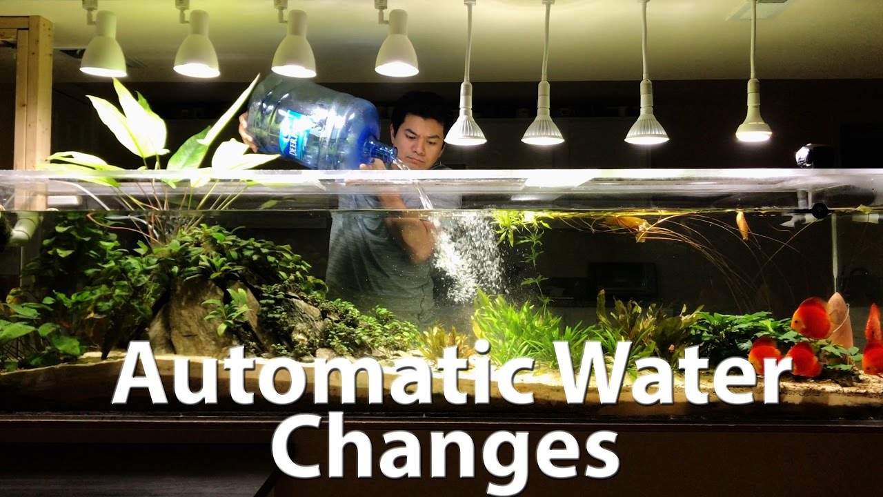 240 Gallon Discus Tank - Automatic Water Changes