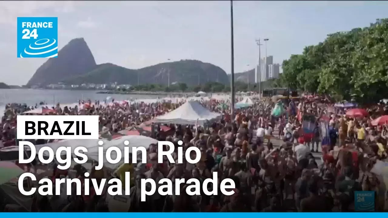 Brazil: Dogs join Rio Carnival parade &bull; FRANCE 24 English