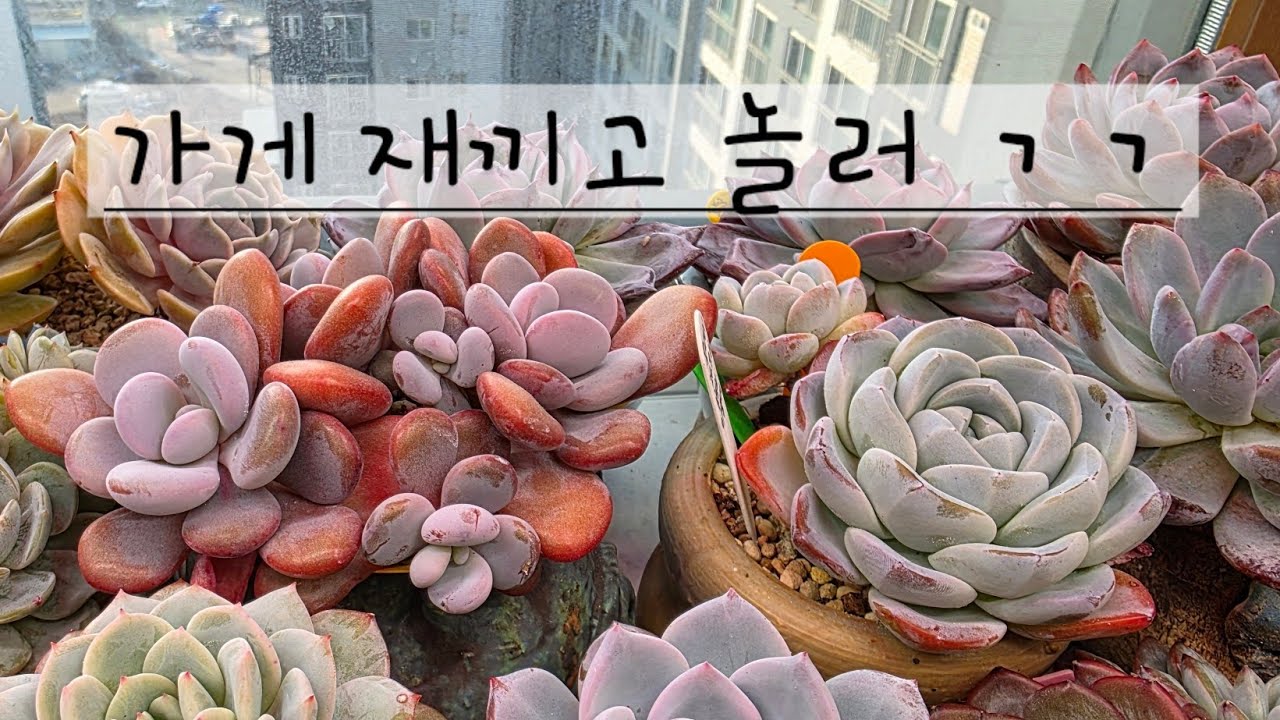 오늘은 임시 공휴일~~!!!! #콧바람 #다육 #힐링 #저세상미모 #앗싸 #다육사라