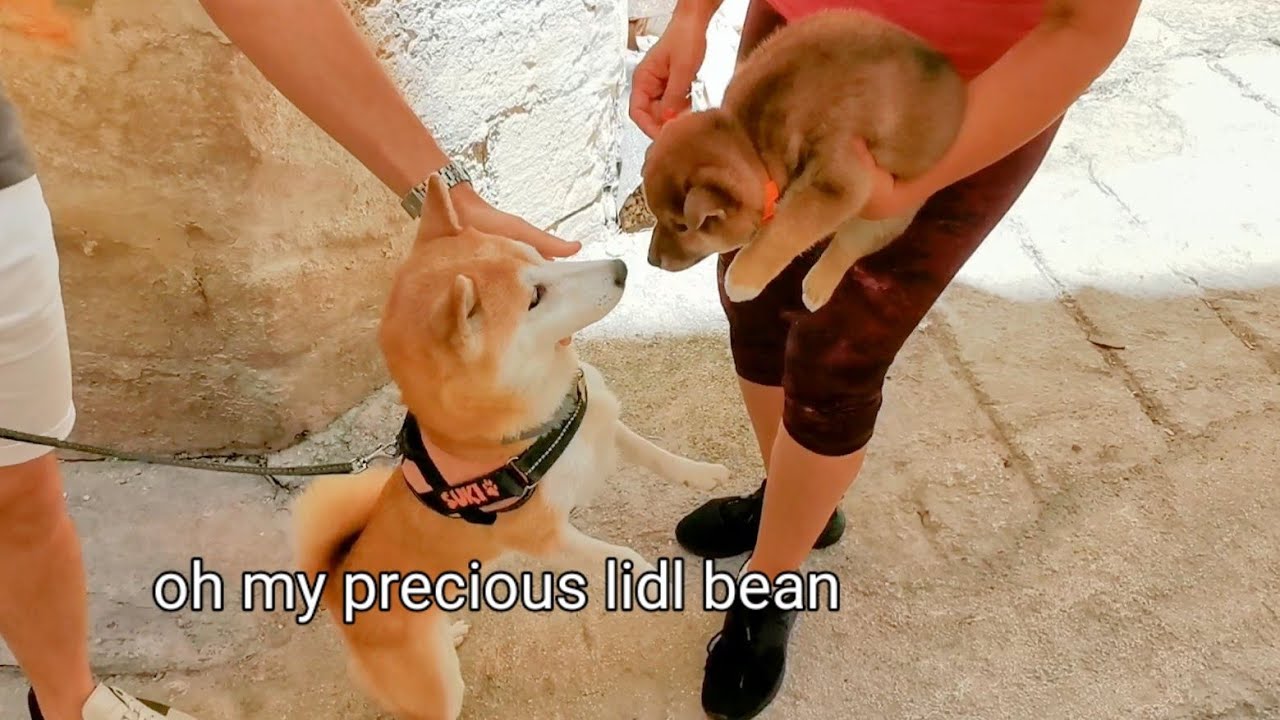 Suki Meeting her Grand Potat for the 1st Time ❤️