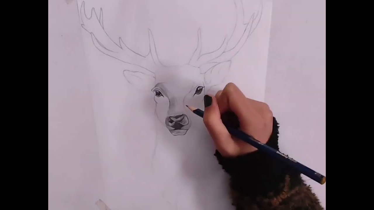 How to draw the head of gazelle?