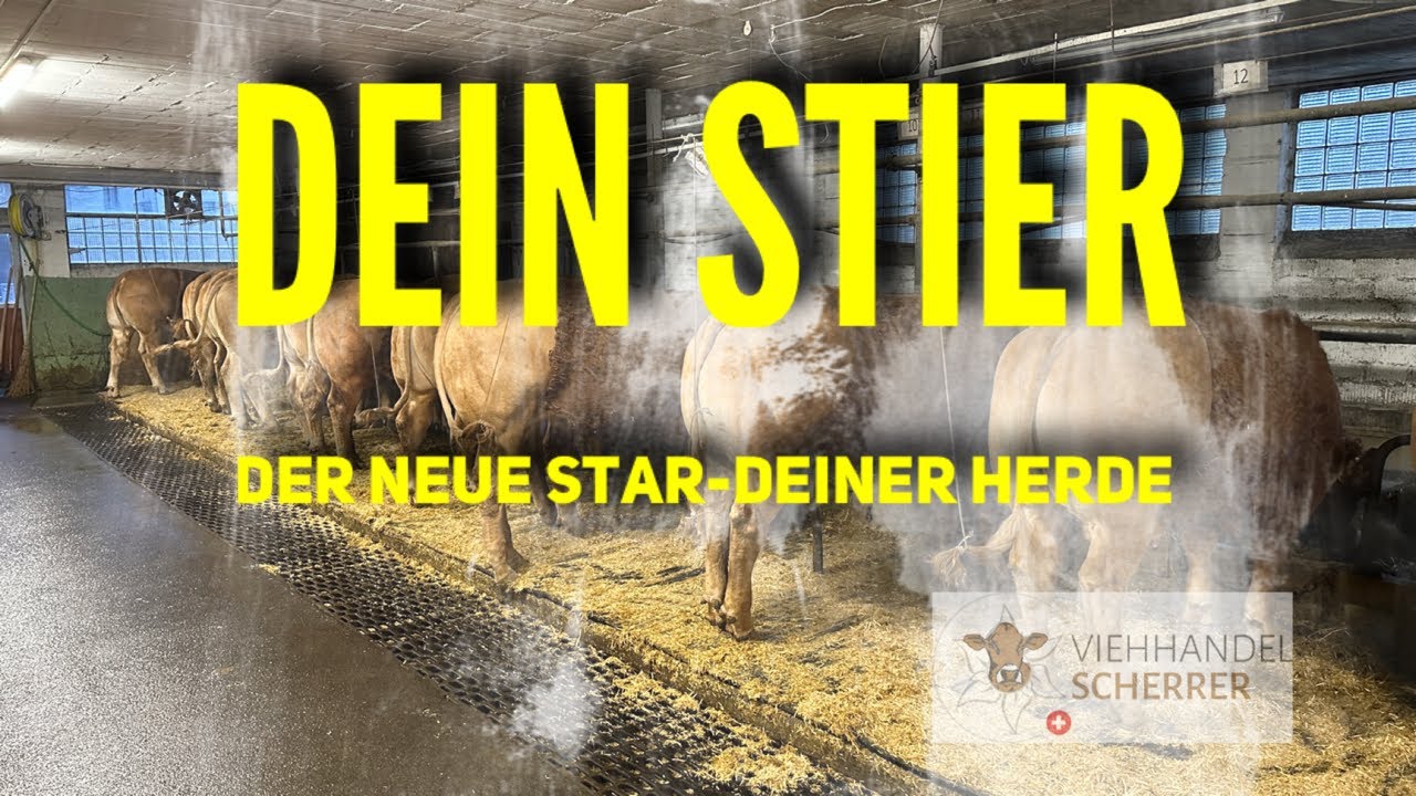 DEIN STIER - Check Deinen neuen Stier für Mutterkuh Schweiz oder Milchviehherde / Mutterkuhherde!