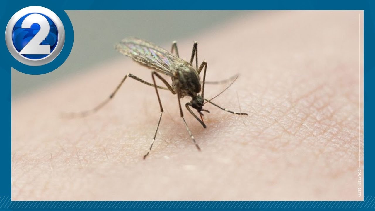 Zika, dengue and flu virus cases are up