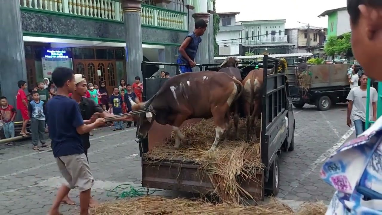 Detik detik Sapi Kurban Masjid Jami' HAYATUL AKBAR diturunkan. Kurban 2022