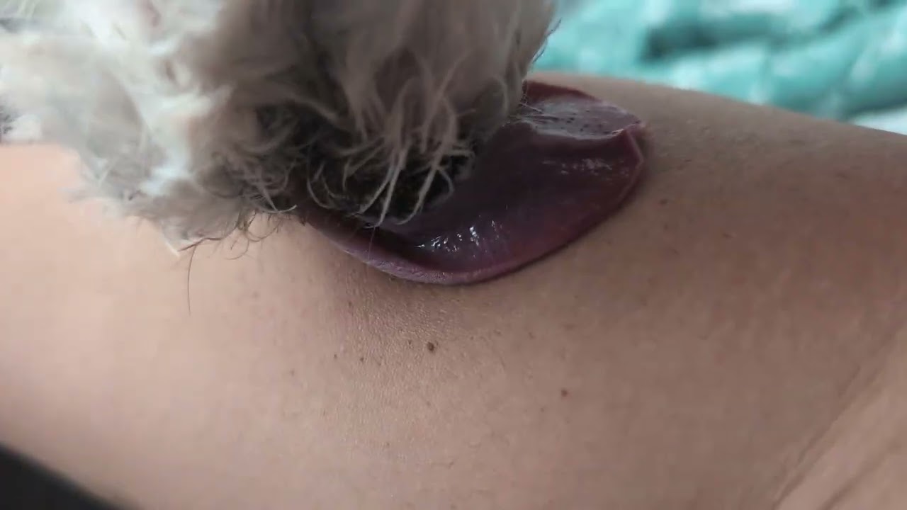 Oh lick licks | dog lick ASMR 