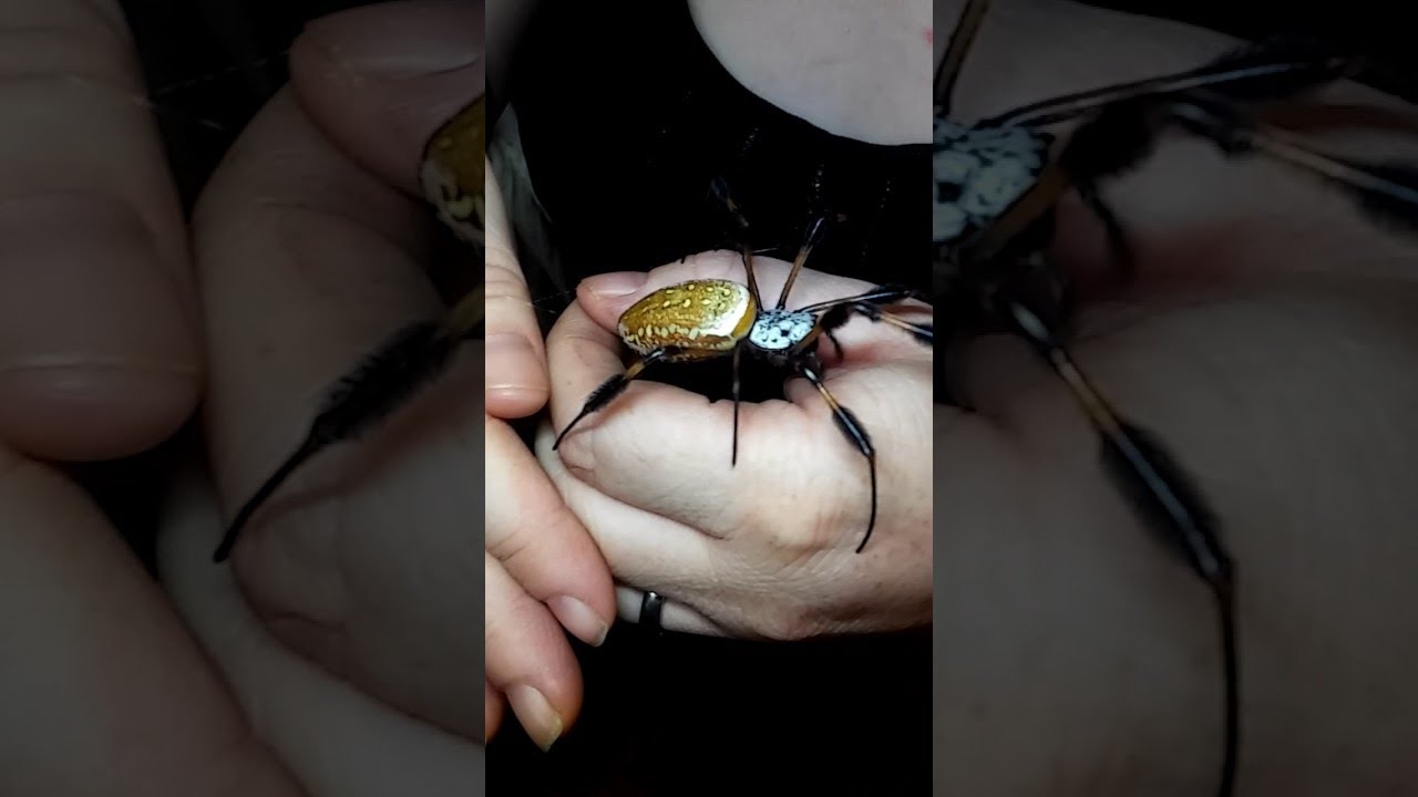 Giant Golden Orb Weaver Spider || ViralHog