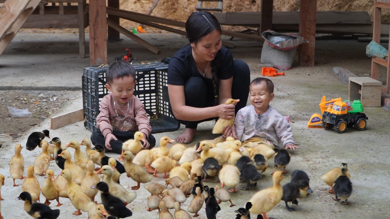 Single mother: Harvesting palm fruit to sell at the market - Caring for ducklings | Building a farm