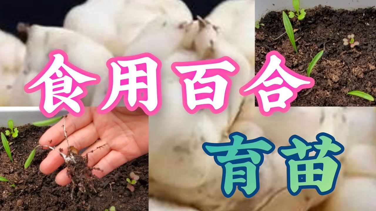 食用百合种植【一】鳞片育苗