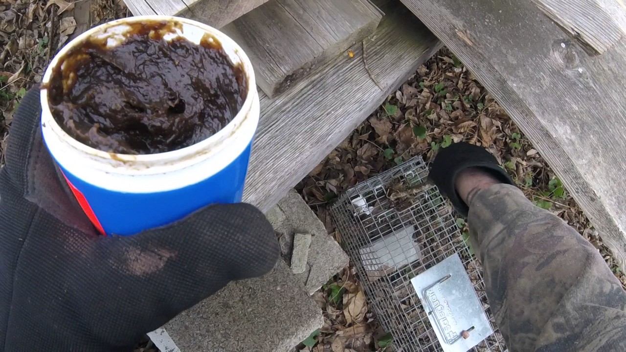 How to trap skunks on the fur trapline