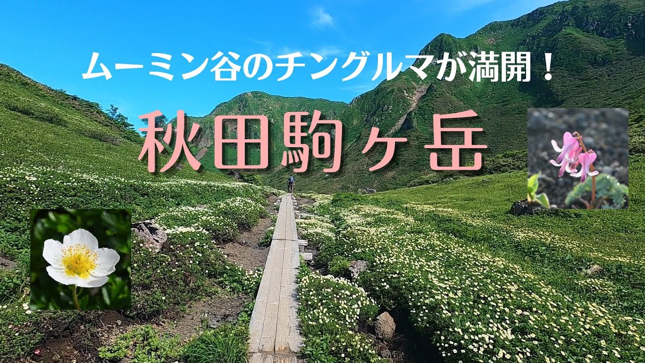 秋田駒ヶ岳【ムーミン谷のチングルマ満開！】エゾツツジ、ミヤマダイコンソウも！