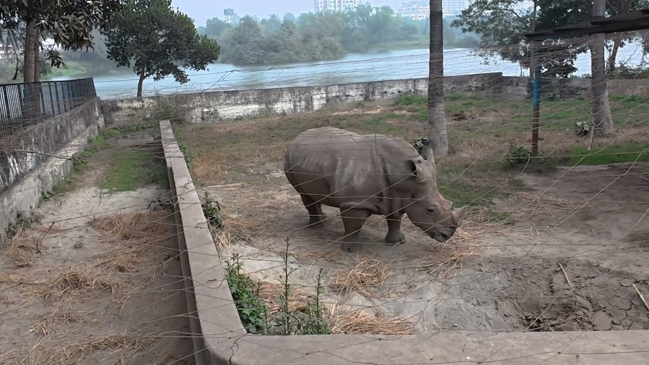 Rhinoceros গণ্ডার  🦏 | Asian rhinoceros  |  African rhinoceros | White rhinoceros