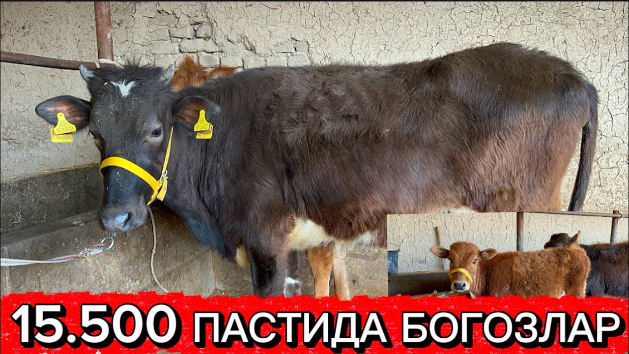 Бугин улгириб колинг арзон жойидан сал кам дехкончилик болди асартимен коп болди 202603.01