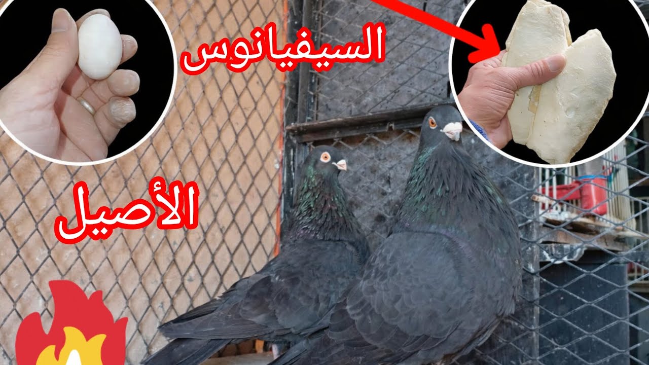 توليعة واستفادة👌 ديما مع حمام# السيفيانوس الأصيل# 💯💯🇲🇦💓👑💪👍👍#pigeon #birds 