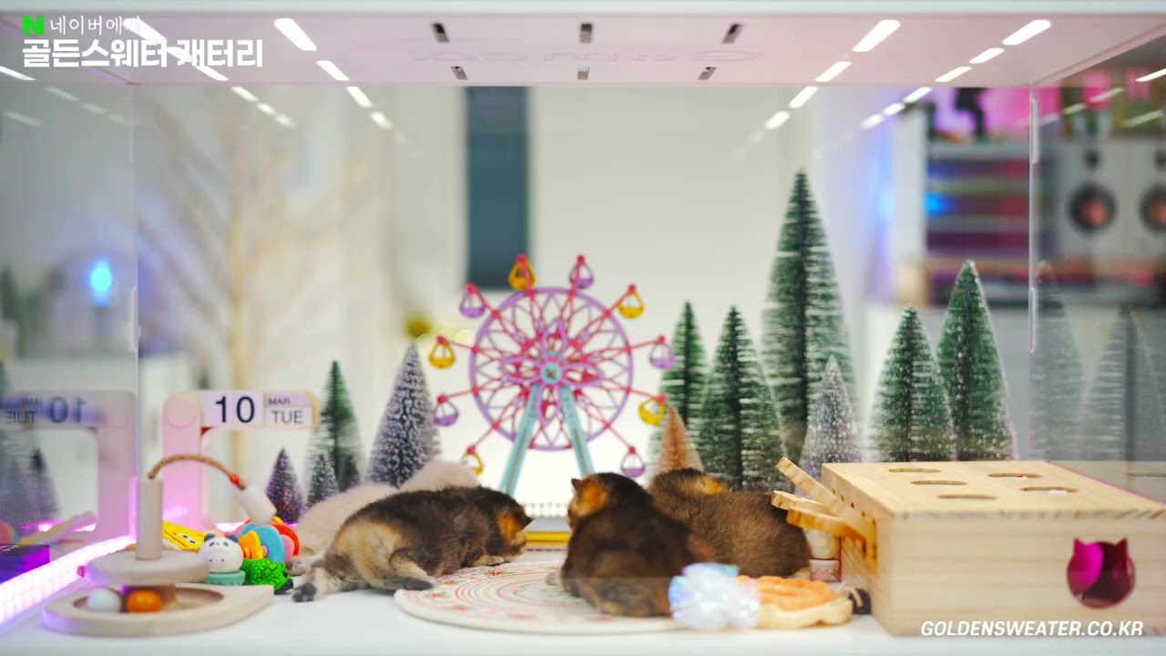 [예고편] 브리티쉬숏헤어,브리티쉬숏헤어,브리티쉬숏헤어,브리티쉬숏헤어